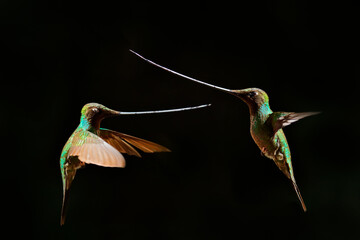Bird with long bill, fight with swords. Sword-billed hummingbird, Ensifera ensifera, bird to have a...