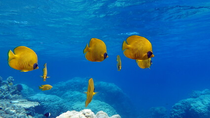 Butterfly fish.  Chaetodontidae. Masked Butterfly Fish - This butterfly fish grows up to 23 cm, is...