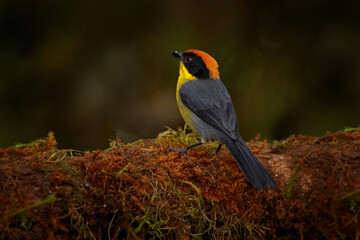 Fototapeta premium Yellow-breasted Brushfinch, Atlapetes latinuchus, bird from Mindo in Ecuador. Tanager in nature habitat. Wildlife scene from tropical nature. Birdwatching in South America. Brushfinch on moss branch.