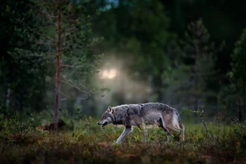  Wolf uit Finland. Grijze wolf, Canis lupus, in het lentelicht, in het bos met groene bladeren. Wolf in de natuurhabitat. Wild dier in de taiga van Finland. Wildlife natuur, Europa. © ondrejprosicky