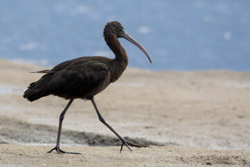 Ibis