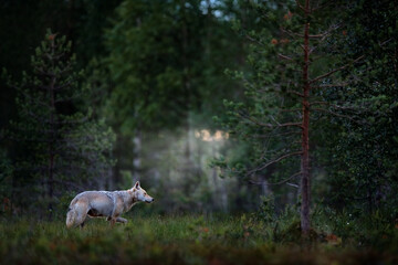 Wolf from Finland. Gray wolf, Canis lupus, in the spring light, in the forest with green leaves. Wolf in the nature habitat. Wild animal in the Finland taiga. Wildlife nature, Europe.