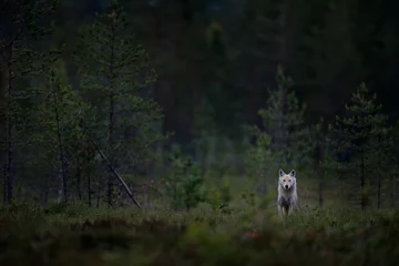  Wolf from Finland. Gray wolf, Canis lupus, in the spring light, in the forest with green leaves. Wolf in the nature habitat. Wild animal in the Finland taiga. Wildlife nature, Europe. © ondrejprosicky