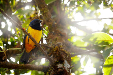 Black-chested Mountain-Tanager , Buthraupis eximia, black yellow mountain bird sitting on the tree, Yanacocha Reserve in Ecuador. Bird from Pichincha Volcano, big tanager bird in the nature habitat.