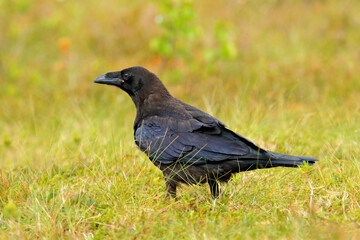 Black bird raven sitting on the tree trunk in the forest nature habitat, animal in autumn wood, Finland.