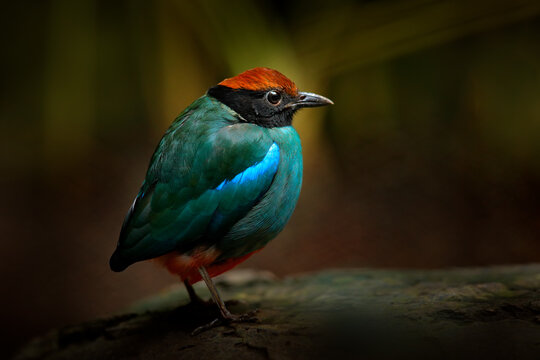Hooded pitta, Pitta sordida passerine bird from Pittidaefrom eastern and southeastern Asia. Pitta from Thailand tropic forest, dark nature with blue green bird.