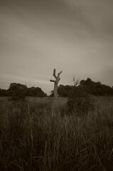 Old tree in the park