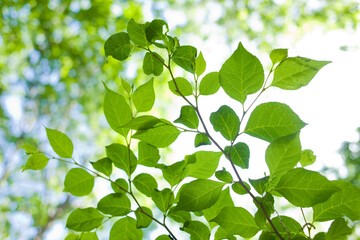 Fototapeta na wymiar forest leaves