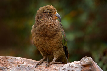 Kea parrot, Nestor notabilis, green bird in the nature habitat, mountain in the New Zealand. Kea...