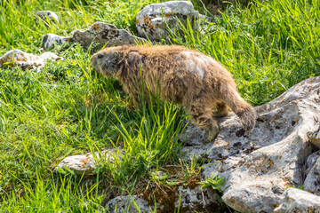 curious marmot in the Vercors, France