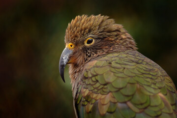 Kea parrot, Nestor notabilis, green bird in the nature habitat, mountain in the New Zealand. Kea...