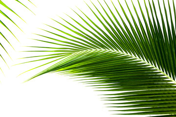 Close-up view of palm trees leaf in natural isolated on white