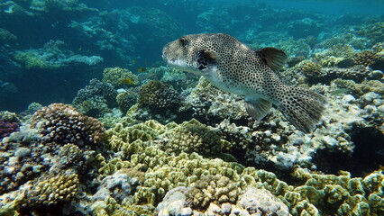 Arothron stellatus - Star puffer - This puffer (or arotron), one of the largest of the genus...