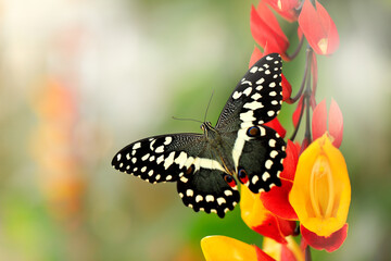 Fototapeta na wymiar Papilio demodocus, citrus swallowtail or Christmas butterfly on the red and yellow flower in the nature habitat. Beautiful insect from Tanzania in Africa. Wildlife scene from nature. Grey butterfly.