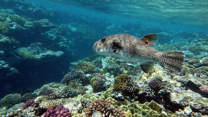 Arothron stellatus - Star puffer - This puffer (or arotron), one of the largest of the genus...