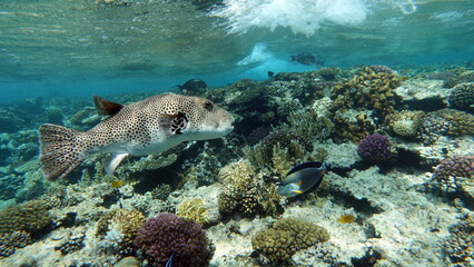 Arothron stellatus - Star puffer - This puffer (or arotron), one of the largest of the genus puffer, it grows up to 110 cm, but usually there are individuals no more than 60 cm.