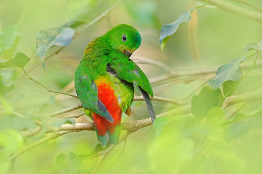 Blue-crowned hanging parrot, Loriculus galgulus, small mainly green parrot found, forest lowlands in southern Burma and Thailand in Asia. Green bird in the nature habitat.