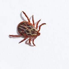 Red tick on white background