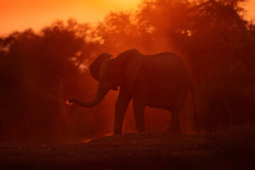 Fototapeta na wymiar Sunset, Elephant feeding tree branch. Elephant at Mana Pools NP, Zimbabwe in Africa. Big animal in the old forest. evening orange light, sun set. Magic wildlife scene in nature.
