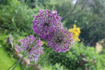Allium nach Regen