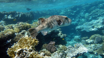 Arothron stellatus - Star puffer - This puffer (or arotron), one of the largest of the genus...