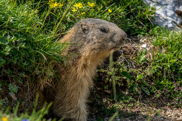 Naklejka na ściany i meble curious marmot in the Vercors, France