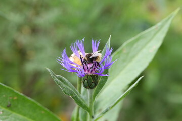 Hummel auf Flockenblume