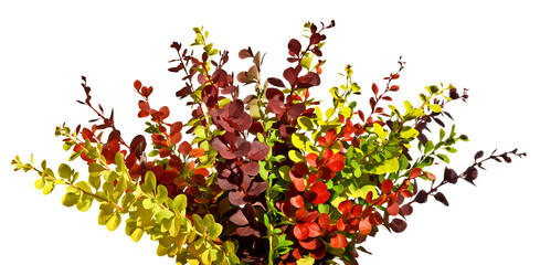 Sprigs of barberry in spring isolated 