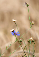 Bleuets fanés à Augisey, Jura, France