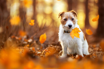 Funny pet dog puppy sitting in the forest in the leaves. Orange golden autumn fall concept.