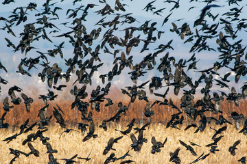 Lots of flying crow birds above the meadow, corvus corone.