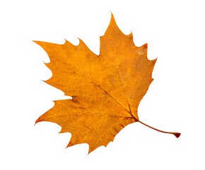 Isolated gold autumn maple leaf on white background