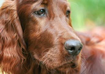Close-up face head portrait of a cute beautiful irish setter pet dog puppy
