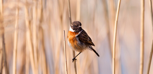 European stonechat bird sitting on a reed. Web banner, birdwatching concept.