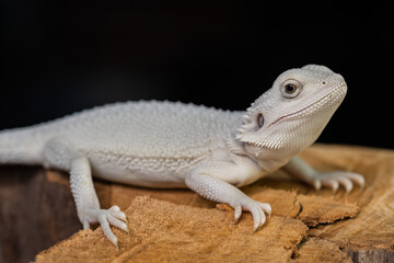 bearded dragon on ground with black background