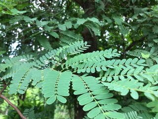 fern leaves