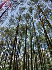 pine forest in the under the sky