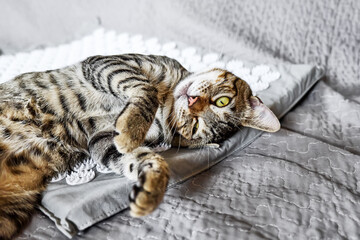 Funny tabby cat lying on acupressure, acupuncture mat on the bed. Alternative medicine and home...