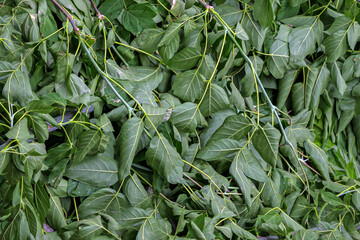 Fototapeta premium Withered maple branches are piled up in a close-up