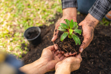 two young men are planting a tree to preserve the environment, plant tree concept to reduce global...