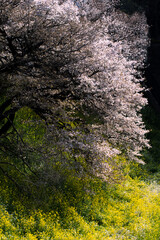 千鳥ヶ淵の桜と菜の花のコラポレーション