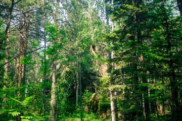 Fototapeta premium Krasnoyarsk Pillars Nature Reserve is one of the unique places in Russia