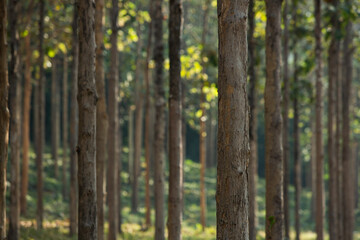 Obraz premium Texture of Teak tree in the forest.