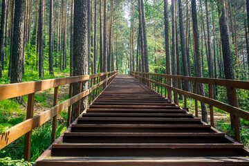 Fototapeta premium Wooden staircase in the forest of the Krasnoyarsk Pillars Reserve