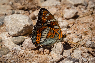 Fototapeta na wymiar Beautiful butterfly on the land close up
