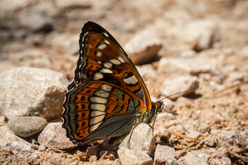 Beautiful butterfly on the land close up