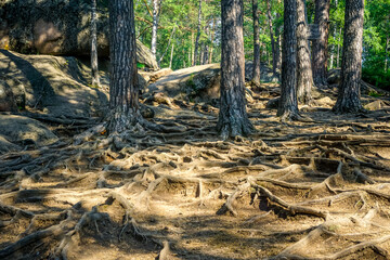 Krasnoyarsk Pillars Nature Reserve is one of the unique places in Russia