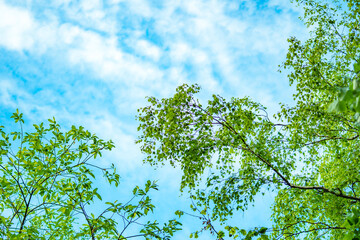 Branches of trees in bright, green leaves against a blue sky with clouds.