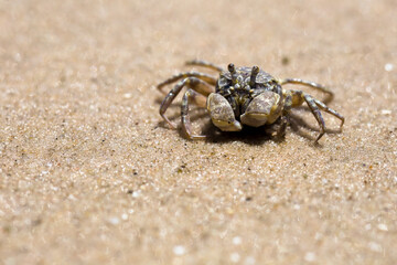 Close-up view of a baby crab on the sandy beach in summer.