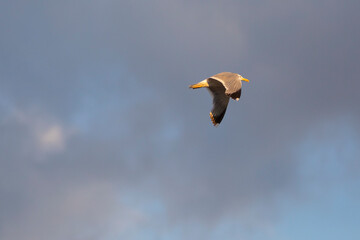 gaviota patiamarilla​ (Larus michahellis) volando al atardecer